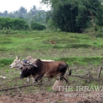 Hundreds of Farmers Prosecuted After ‘Harrow Battle’