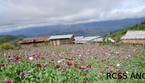 RCSS-drug-eradication