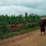 Ex-Ministers, Armed Groups Operate Farms in Kachin’s Conflict Areas